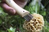 Picture of Opinel Mushroom Knife with Brush